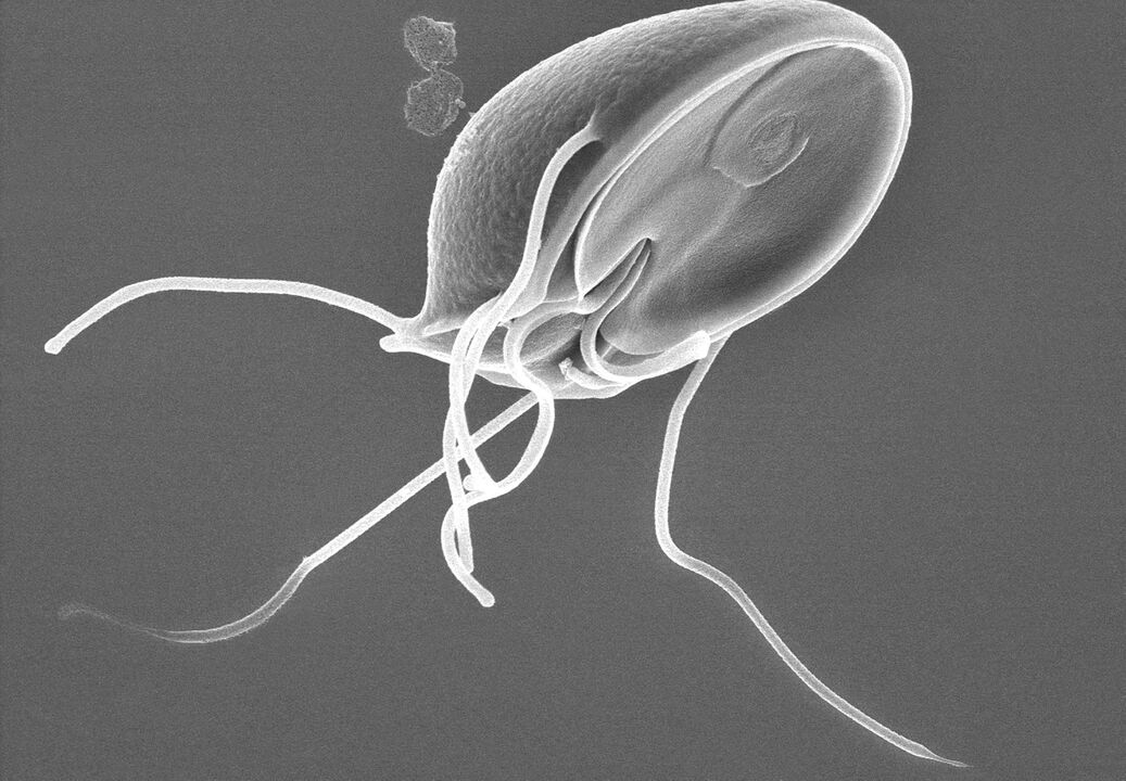 Giardia w organizmie człowieka